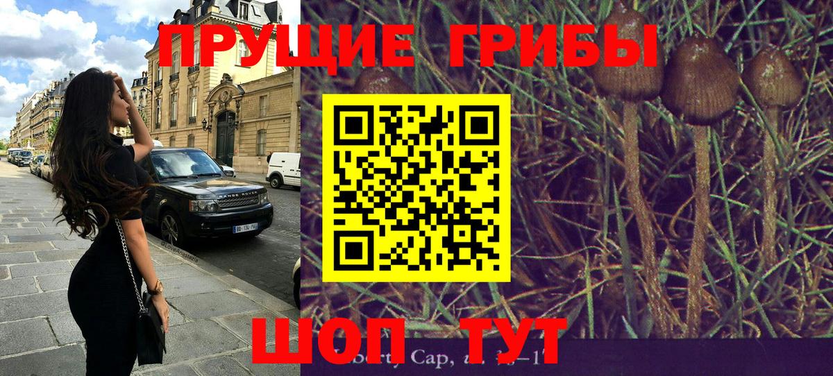 Галлюциногенные грибы Psilocybine cubensis  Избербаш 