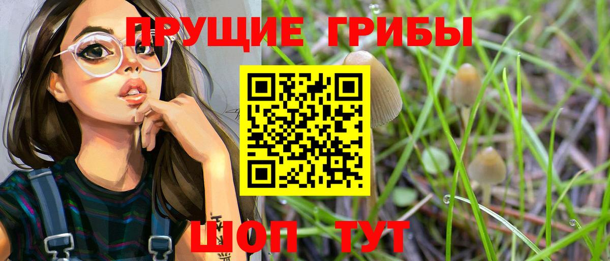 Галлюциногенные грибы Psilocybe Избербаш